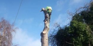 tree surgeon on top of tree