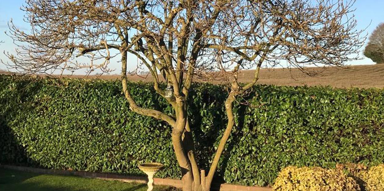 hedge behind tree
